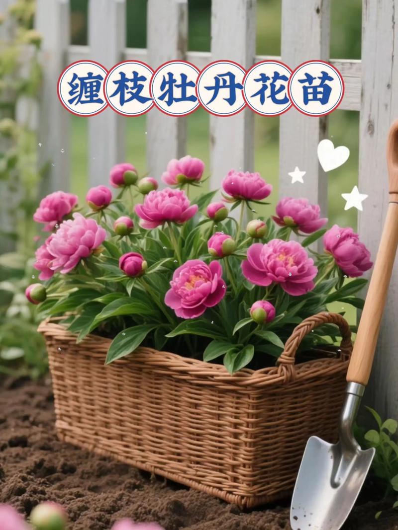 盆栽牡丹和地栽，哪个更好？-第2张图片-吾爱花网