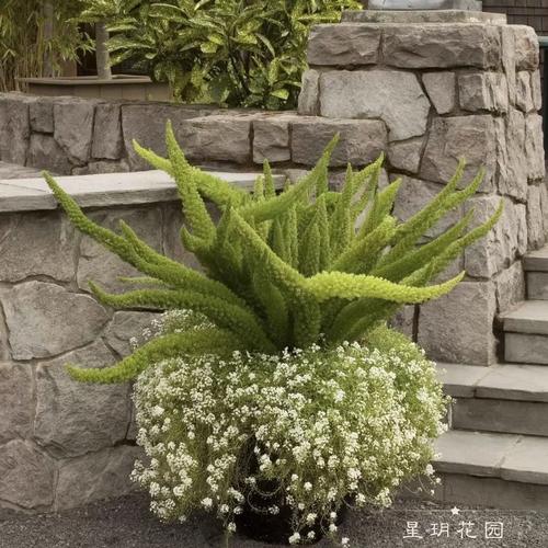 哪些室外盆栽花最好养活？-第1张图片-吾爱花网