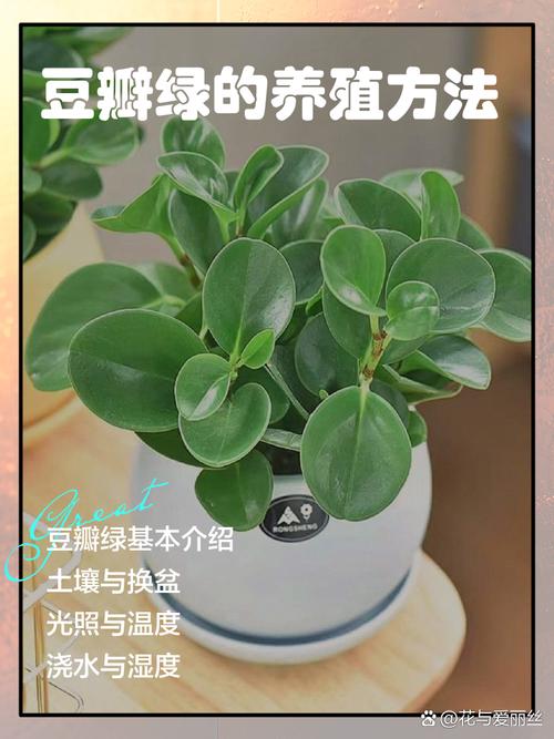 水培豆瓣绿好还是土培？各有啥优劣？-第1张图片-吾爱花网