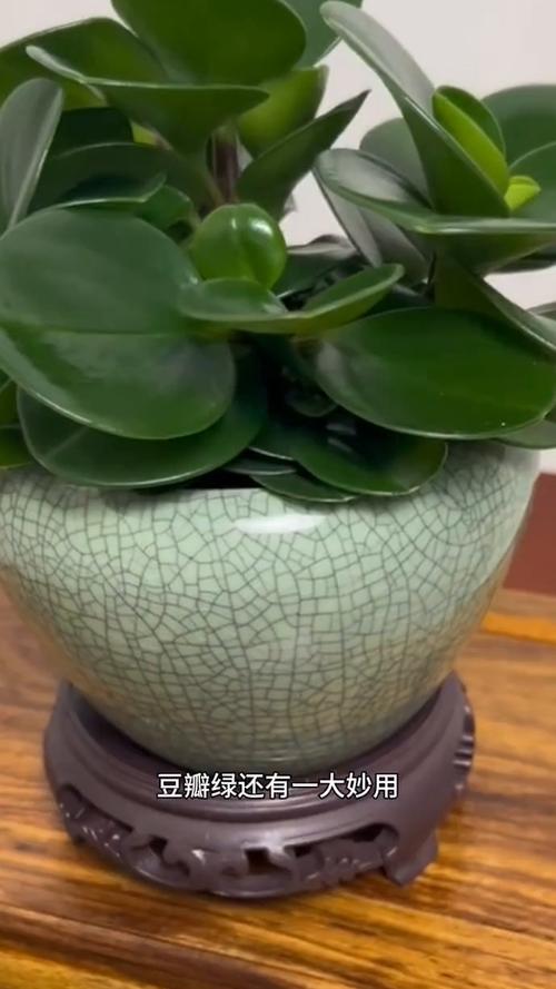 水培豆瓣绿好还是土培？各有啥优劣？-第3张图片-吾爱花网