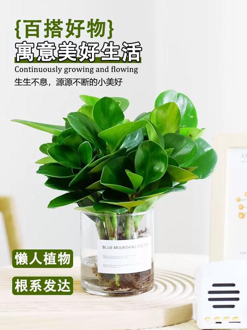 水培豆瓣绿好还是土培？各有啥优劣？-第2张图片-吾爱花网