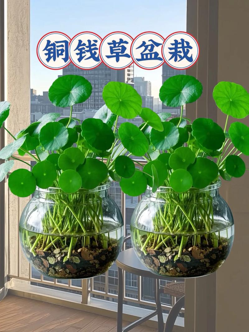 铜钱草水培土养哪个好？-第1张图片-吾爱花网