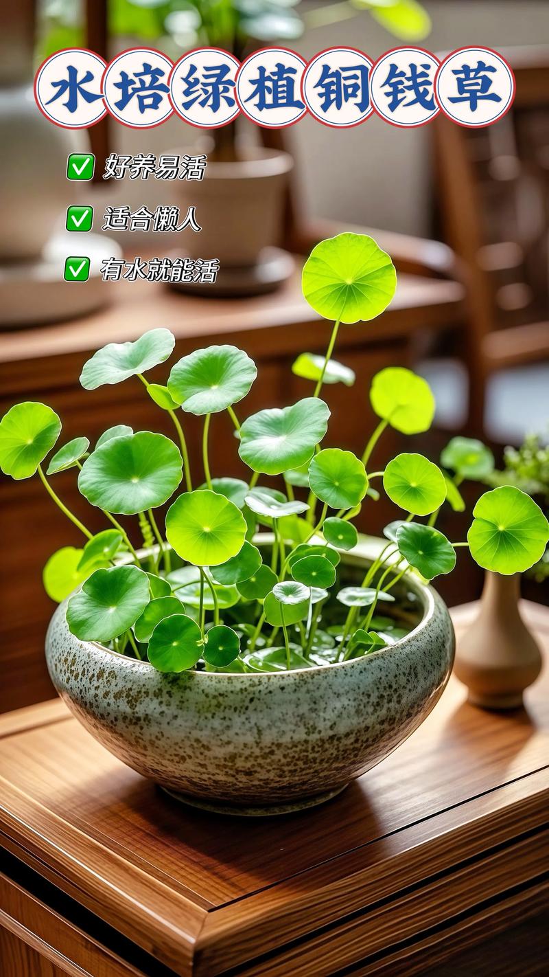 铜钱草水培土养哪个好？-第3张图片-吾爱花网