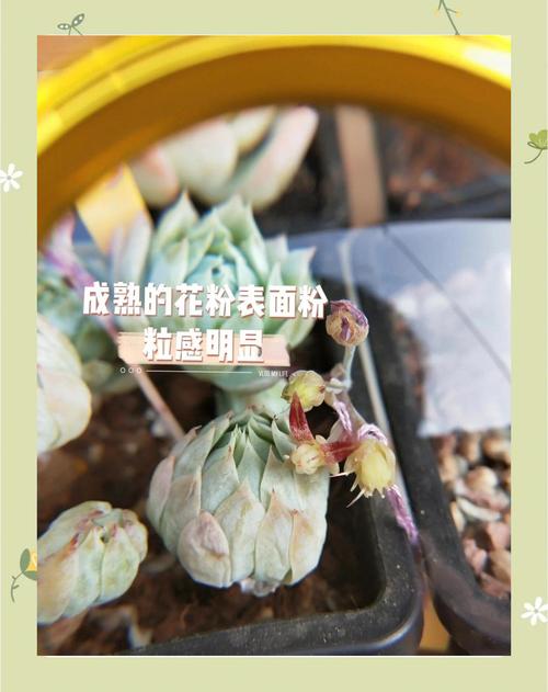 多肉开花如何正确授粉？-第1张图片-吾爱花网