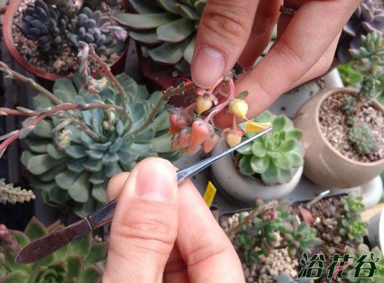 多肉开花如何正确授粉？-第3张图片-吾爱花网