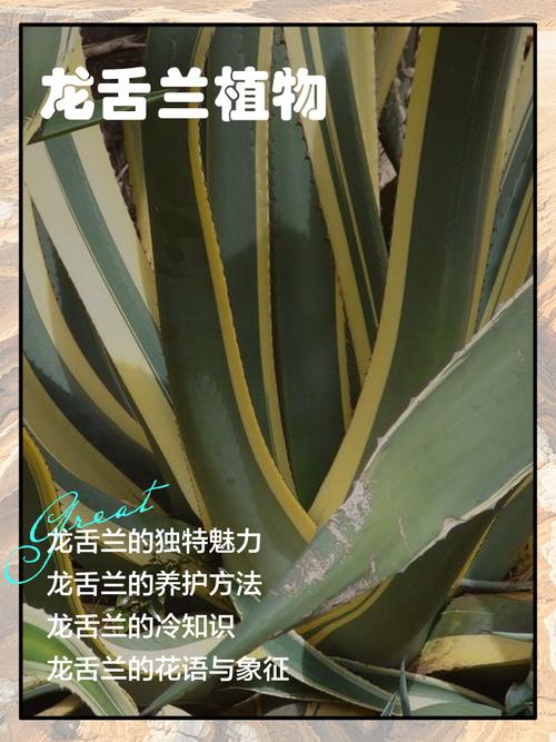 龙舌兰科多肉植物有哪些常见名称？-第3张图片-吾爱花网