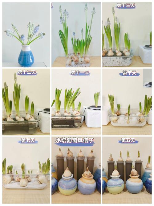风信子水培到底要不要施肥？-第2张图片-吾爱花网