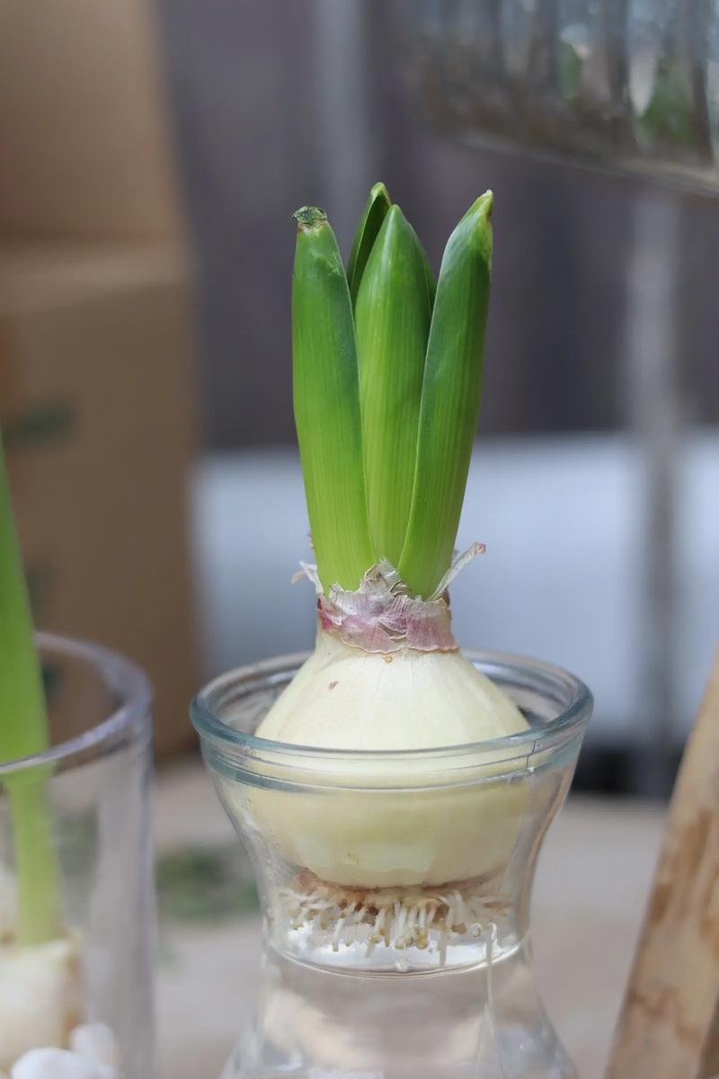 风信子水培到底要不要施肥？-第3张图片-吾爱花网