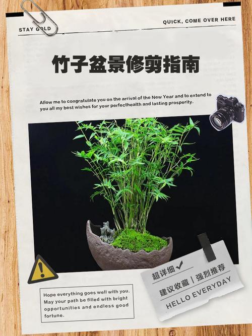 室内竹子盆栽咋养护才不黄叶烂根?-第2张图片-吾爱花网 室内竹子盆栽咋养护才不黄叶烂根?-第2张图片-吾爱花网