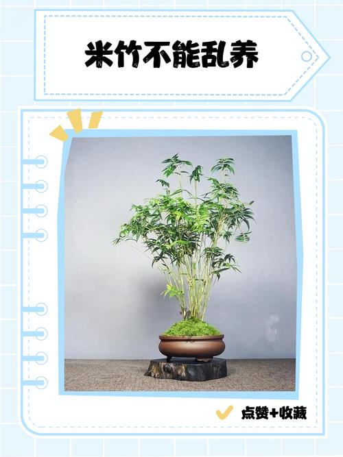 室内竹子盆栽咋养护才不黄叶烂根?-第3张图片-吾爱花网 室内竹子盆栽咋养护才不黄叶烂根?-第3张图片-吾爱花网