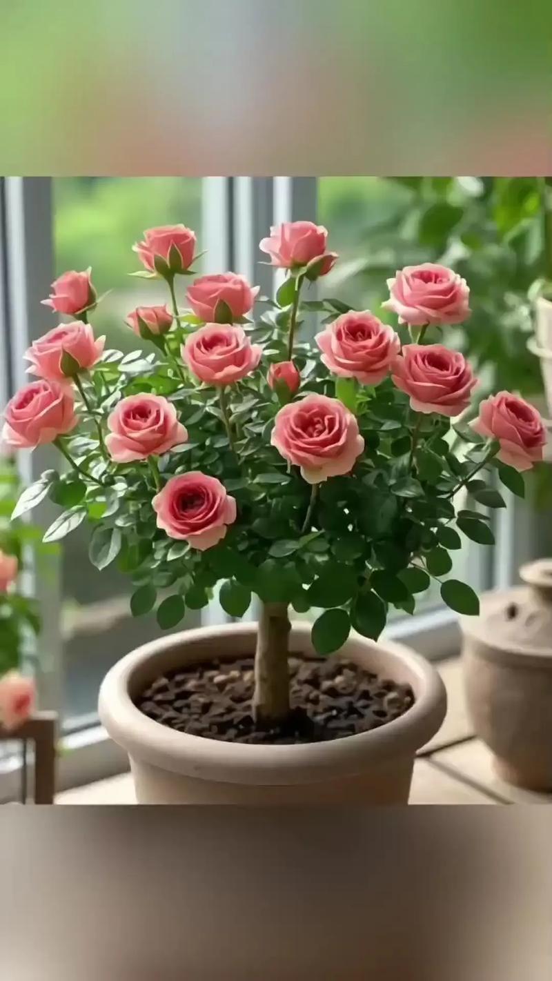 盆栽玫瑰开花能吃吗？-第2张图片-吾爱花网