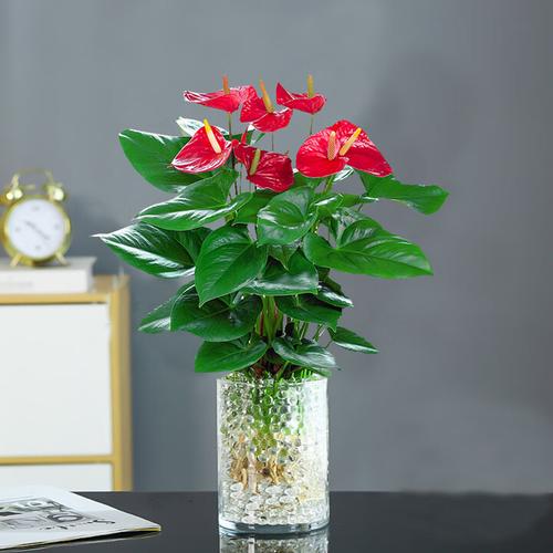 水培红掌根部长绿是咋回事?-第1张图片-吾爱花网 水培红掌根部长绿是咋回事?-第1张图片-吾爱花网