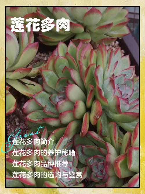 莲花多肉怎么养才好看？-第3张图片-吾爱花网