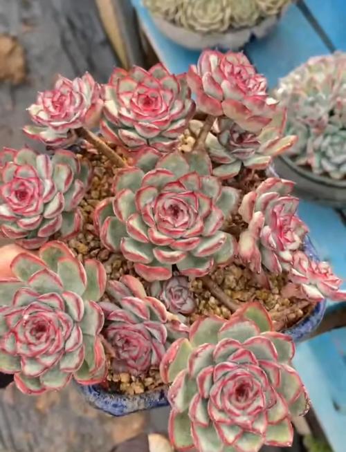 莲花多肉怎么养才好看？-第2张图片-吾爱花网