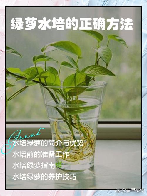 水培植物转土培要注意什么？-第2张图片-吾爱花网