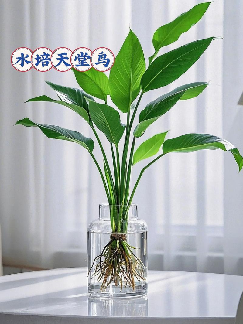 水培植物转土培要注意什么?-第3张图片-吾爱花网 水培植物转土培要注意什么?-第3张图片-吾爱花网