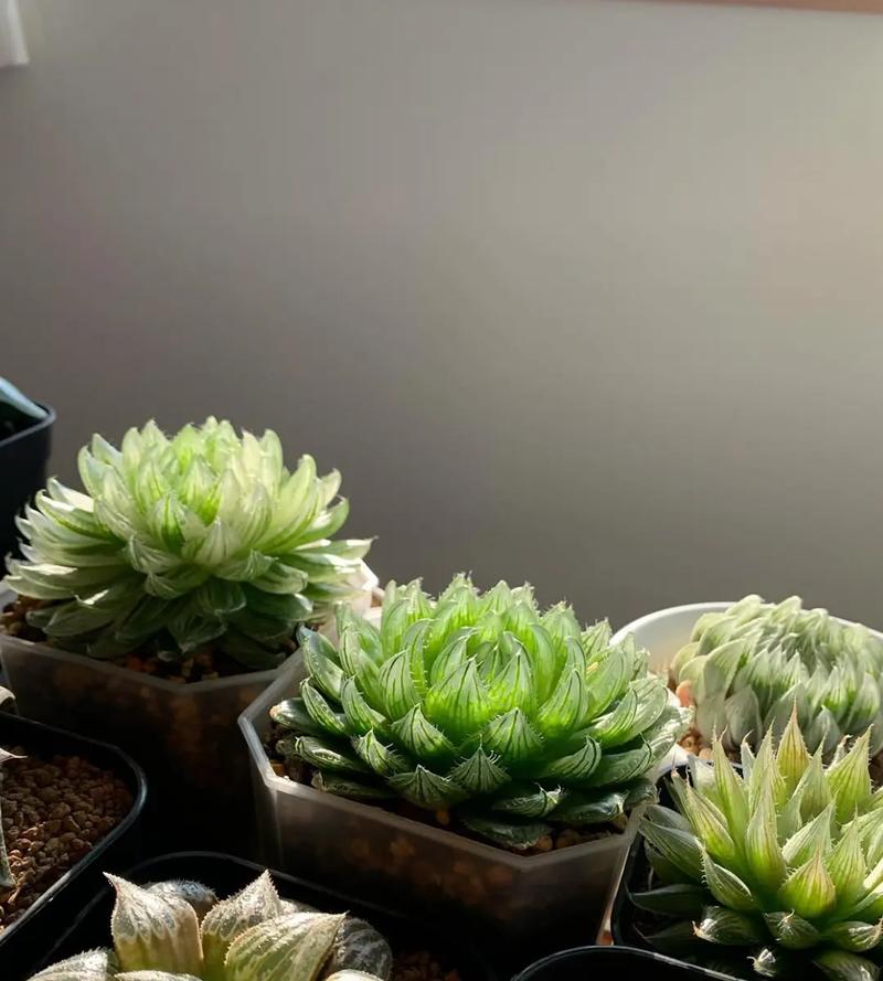 玉露多肉品种有哪些？-第2张图片-吾爱花网