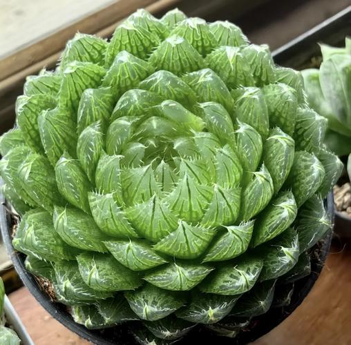 玉露多肉品种有哪些？-第3张图片-吾爱花网