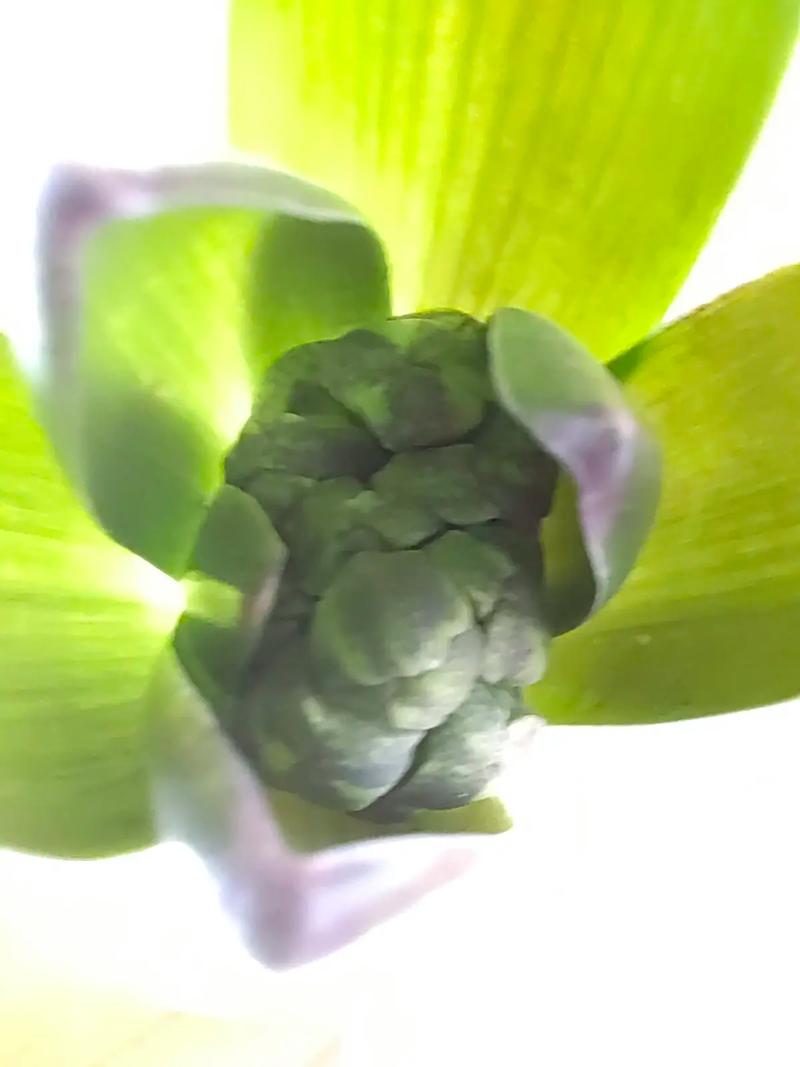 水培风信子不施肥能开花吗？-第1张图片-吾爱花网