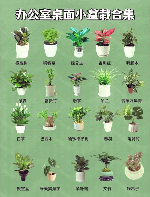 常见水培植物有哪些名字？-第2张图片-吾爱花网