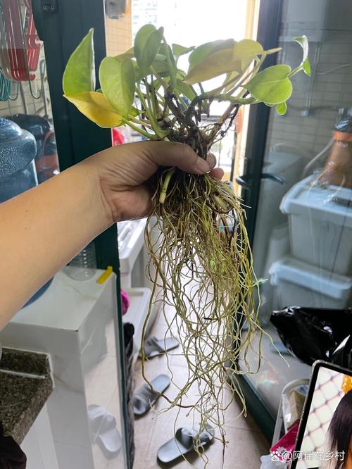 水培绿萝为何迟迟不长根？-第1张图片-吾爱花网