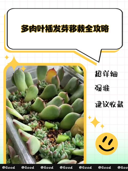 夏天多肉移植后多久浇水？-第2张图片-吾爱花网