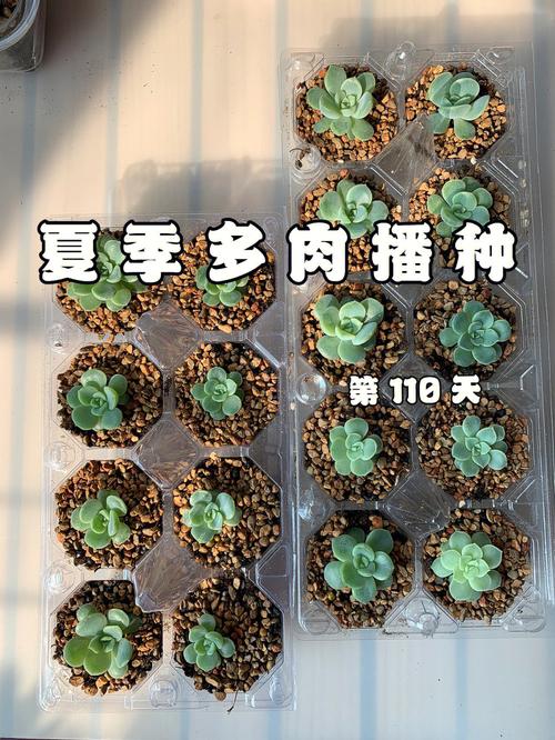 夏天多肉移植后多久浇水？-第3张图片-吾爱花网
