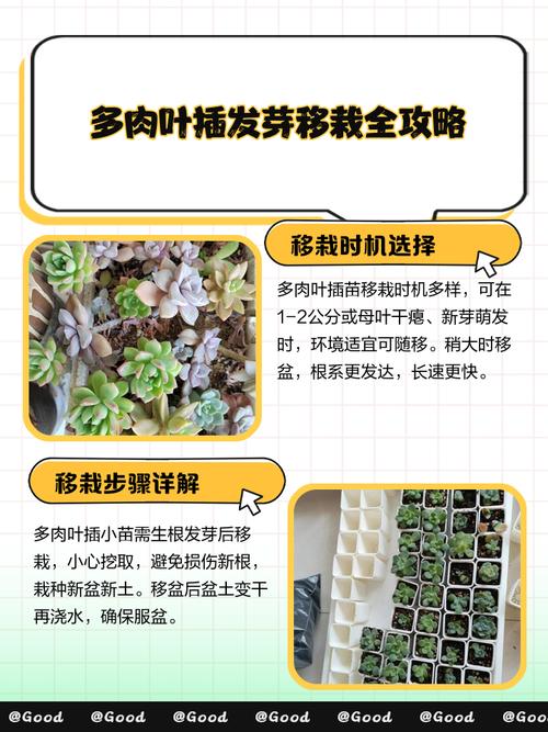 龙城多肉移栽方法有哪些关键步骤？-第1张图片-吾爱花网