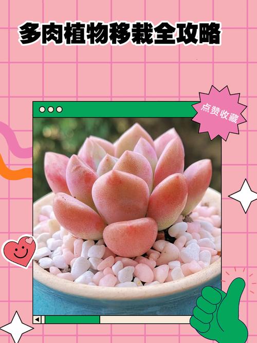 龙城多肉移栽方法有哪些关键步骤？-第3张图片-吾爱花网