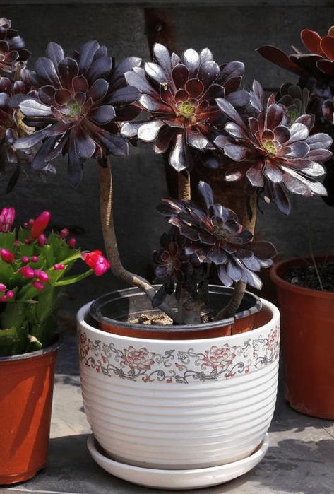 多肉植物黑色虫害怎么治？-第2张图片-吾爱花网