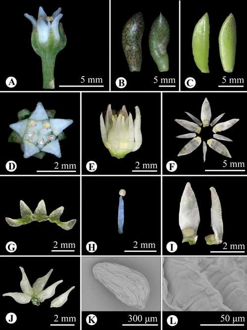 多肉植物黑色虫害怎么治？-第3张图片-吾爱花网
