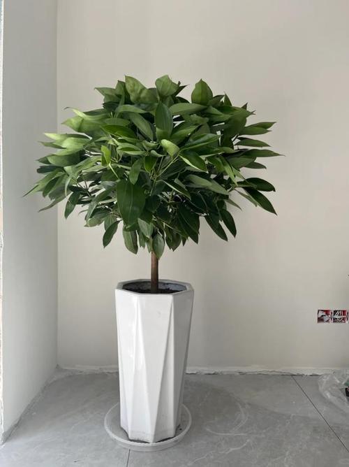 平安树能露天盆栽吗？-第2张图片-吾爱花网