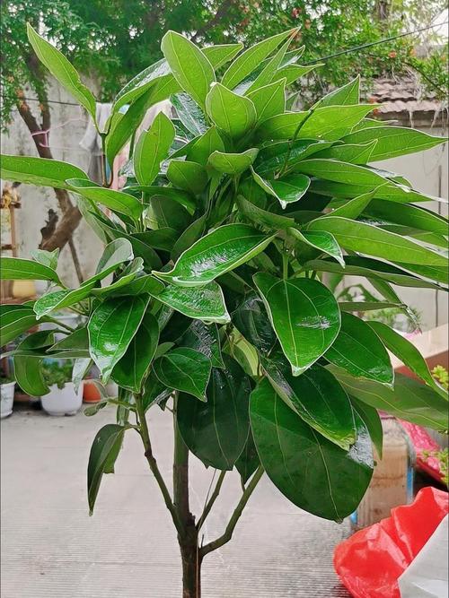 平安树能露天盆栽吗？-第3张图片-吾爱花网