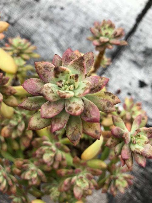 多肉叶片黑软怎么办？-第1张图片-吾爱花网