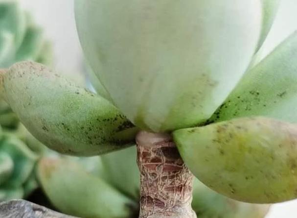 多肉叶片黑软怎么办？-第2张图片-吾爱花网