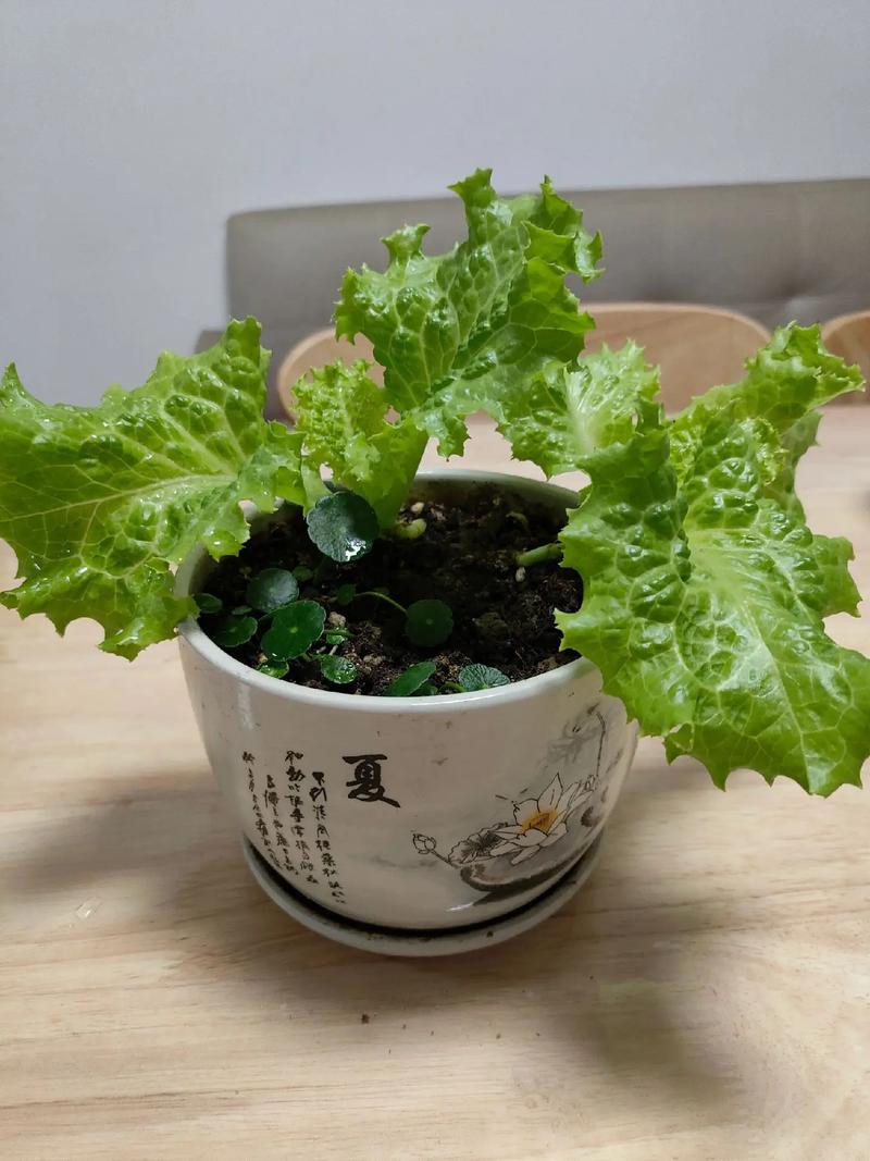 生菜能当室内盆栽吗？-第1张图片-吾爱花网