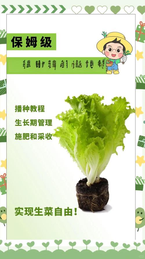 生菜能当室内盆栽吗？-第2张图片-吾爱花网