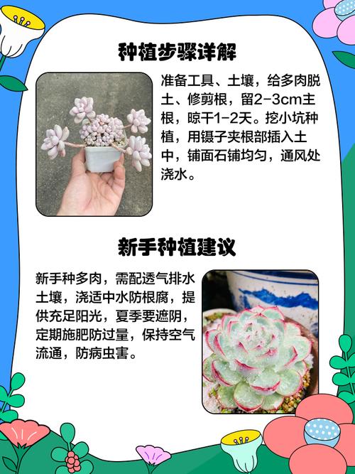 新买多肉怎么种才活？-第2张图片-吾爱花网