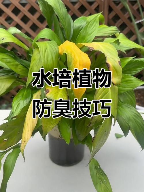 水培植物如何避免发臭？-第1张图片-吾爱花网