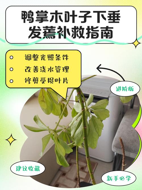 水培植物如何避免发臭？-第2张图片-吾爱花网