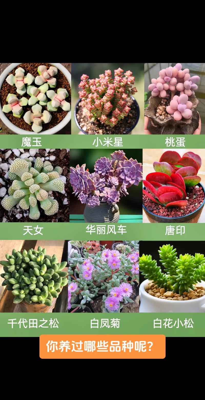 多肉植物花卉名称有哪些？-第3张图片-吾爱花网