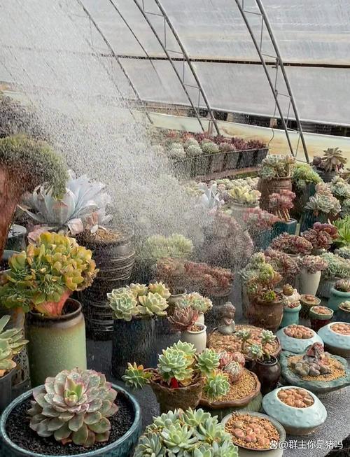 多肉上盆后多久浇第一次水?-第1张图片-吾爱花网 多肉上盆后多久浇第一次水?-第1张图片-吾爱花网