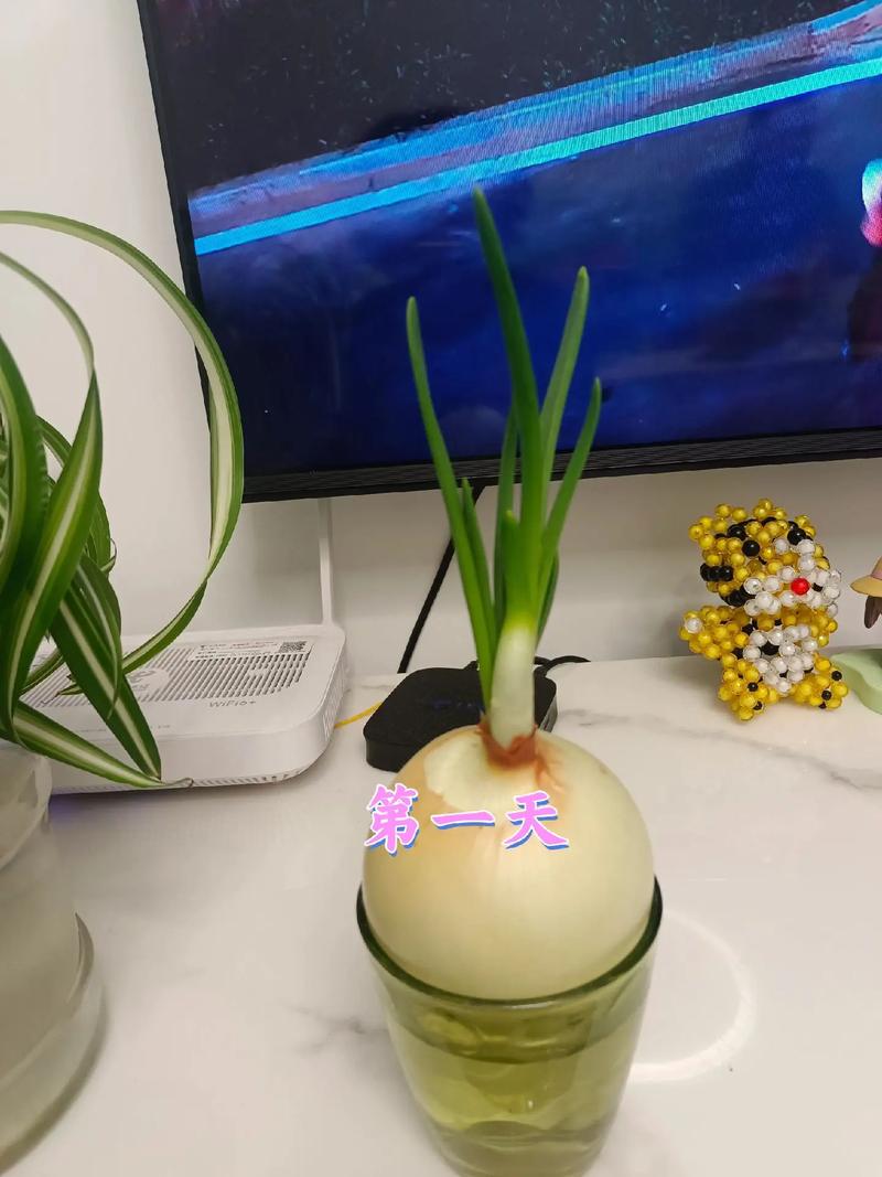 洋葱水培土培，哪种方式更胜一筹？-第2张图片-吾爱花网