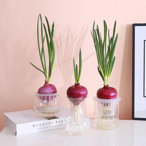 洋葱水培土培,哪种方式更胜一筹?-第3张图片-吾爱花网 洋葱水培土培,哪种方式更胜一筹?-第3张图片-吾爱花网