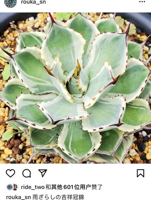 龙舌兰科多肉如何分类？-第3张图片-吾爱花网