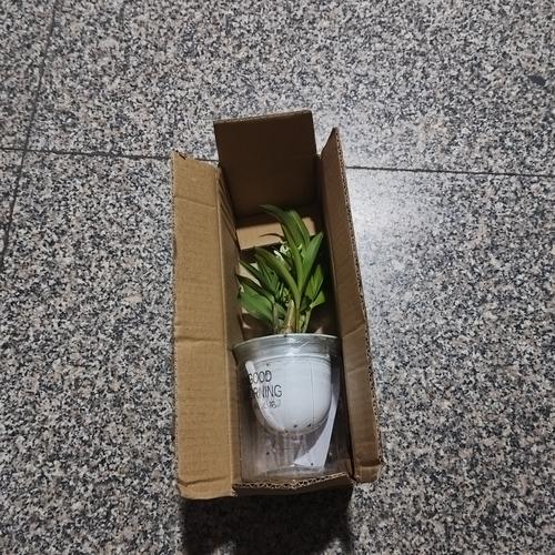 多肉老庄快递如何安全包装？-第1张图片-吾爱花网