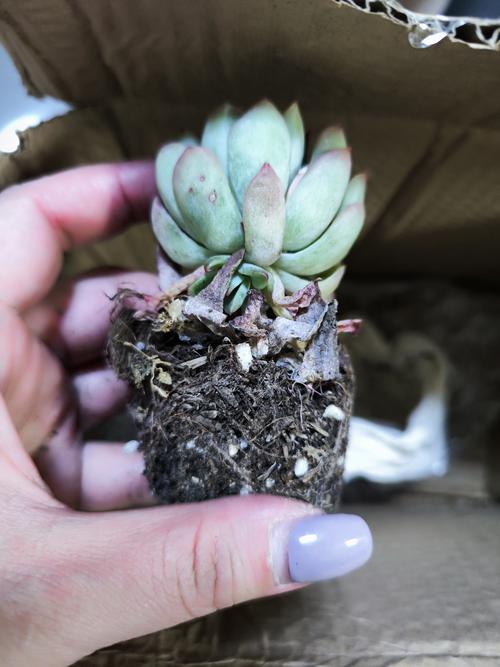 多肉老庄快递如何安全包装？-第2张图片-吾爱花网