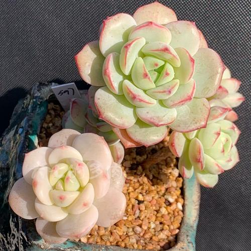 多肉老庄快递如何安全包装？-第3张图片-吾爱花网