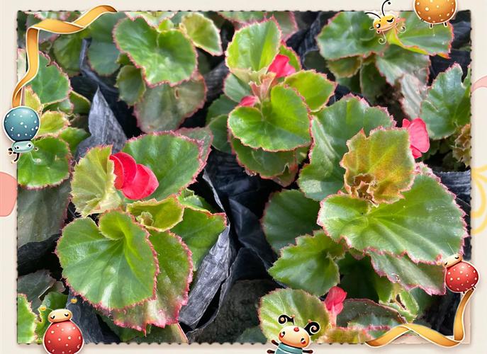 水培四季海棠能开花吗?-第1张图片-吾爱花网 水培四季海棠能开花吗?-第1张图片-吾爱花网