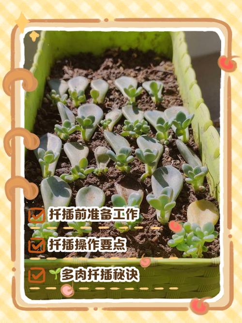 冬天多肉种子怎么种?-第1张图片-吾爱花网 冬天多肉种子怎么种?-第1张图片-吾爱花网